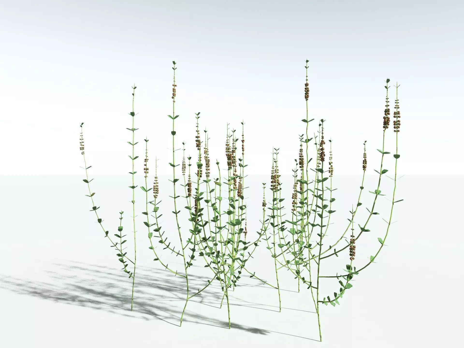 EVERYPlant Sphenophyllum Miravallis LowPoly Low-poly 3D model_22