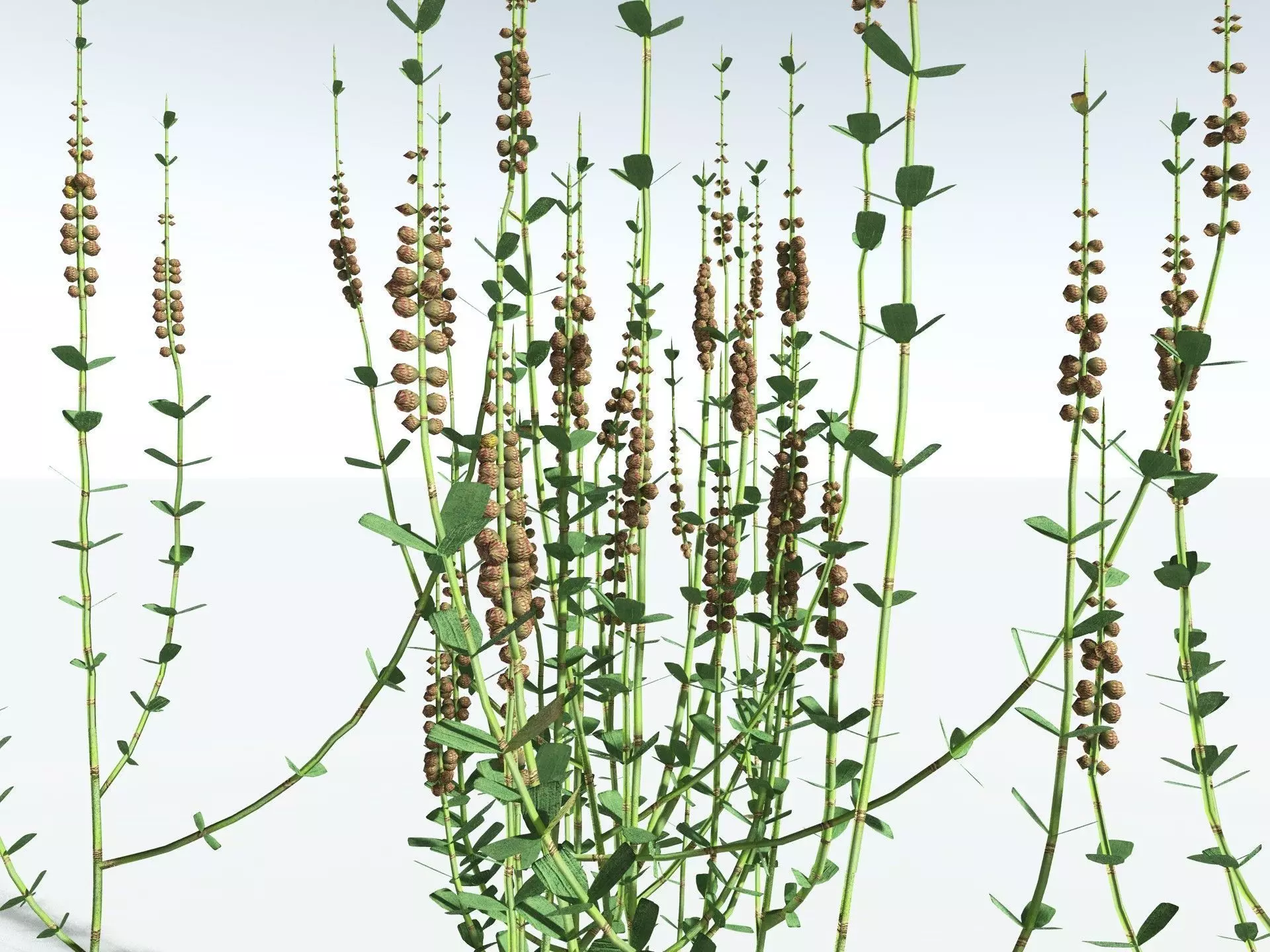 EVERYPlant Sphenophyllum Miravallis LowPoly Low-poly 3D model_5