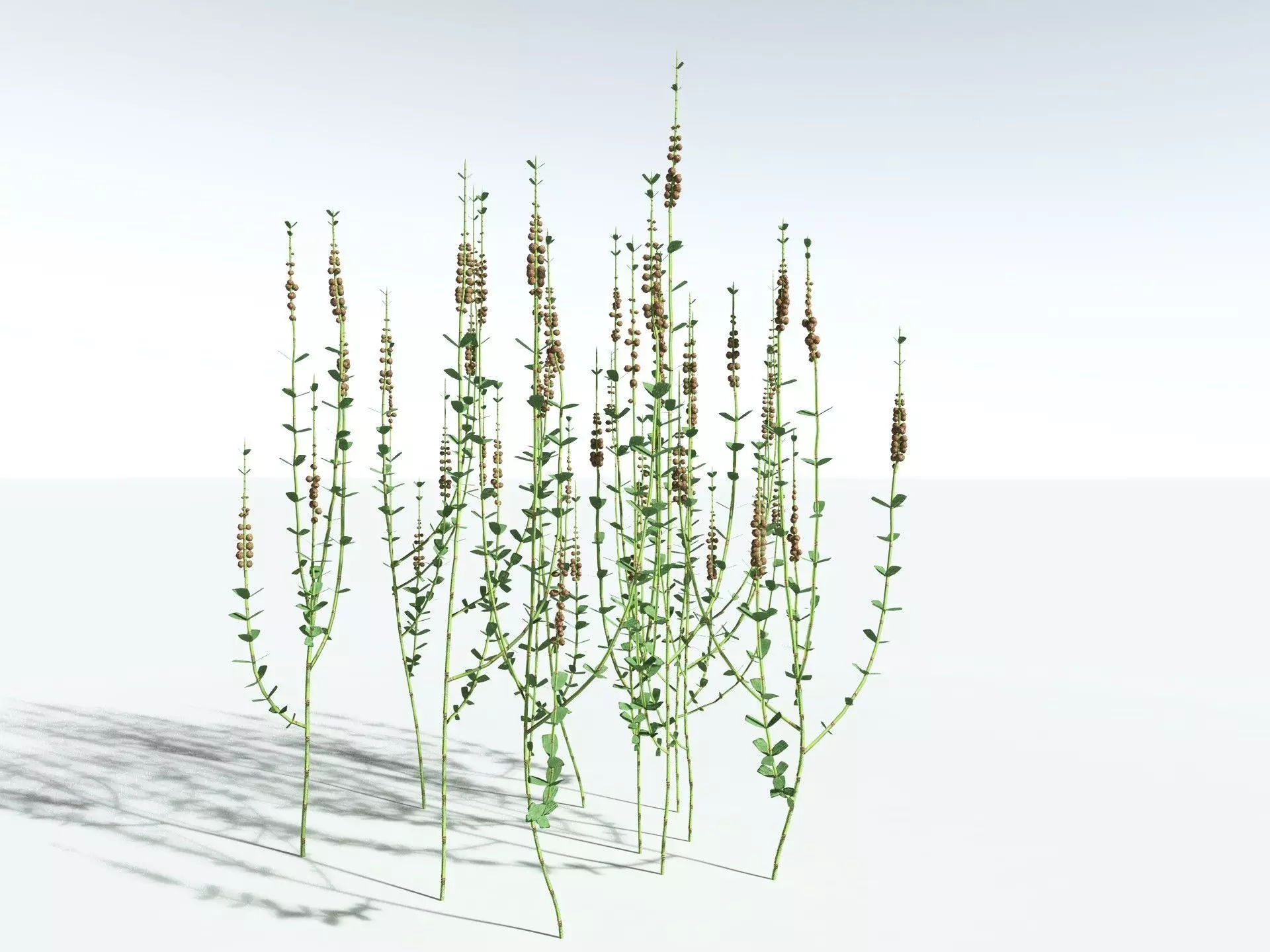 EVERYPlant Sphenophyllum Miravallis LowPoly Low-poly 3D model_10
