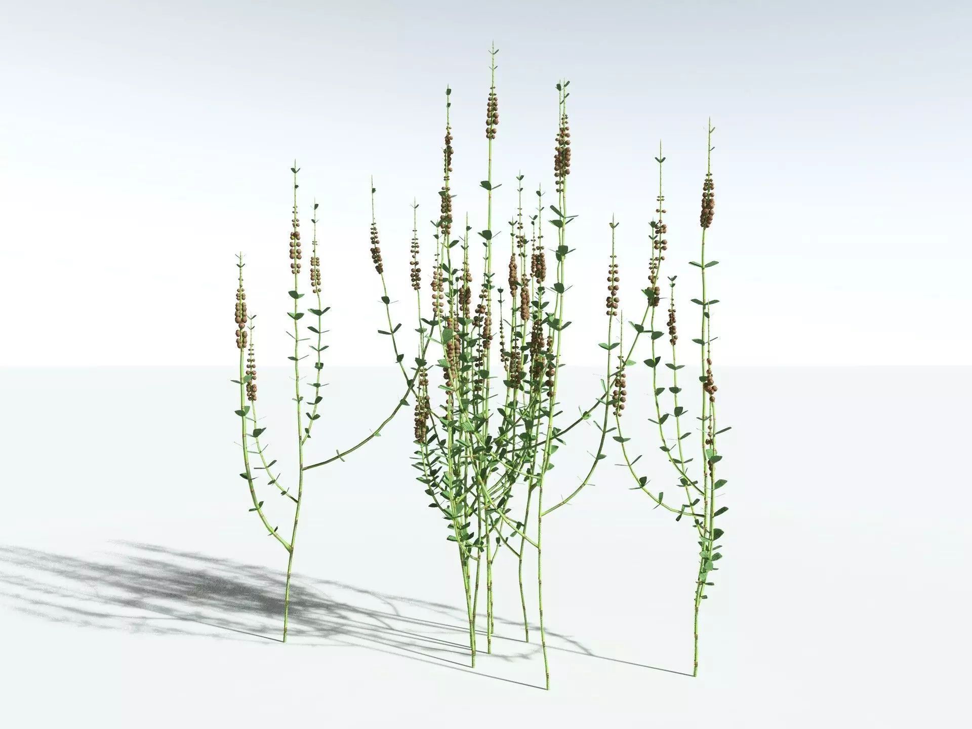EVERYPlant Sphenophyllum Miravallis LowPoly Low-poly 3D model_4