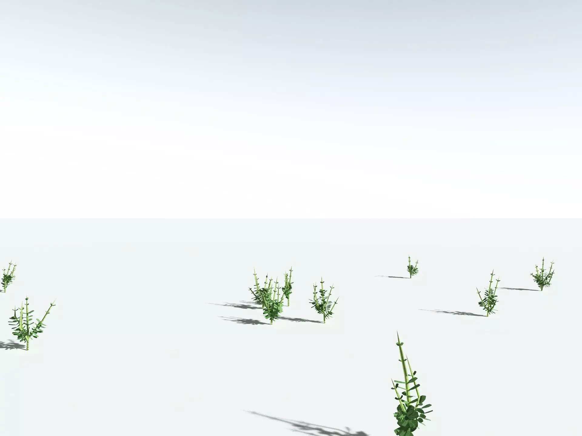 EVERYPlant Sphenophyllum Miravallis LowPoly Low-poly 3D model_29