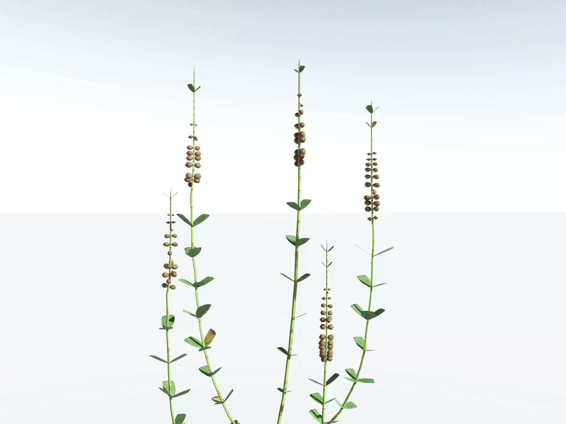 EVERYPlant Sphenophyllum Miravallis LowPoly Low-poly 3D model_31