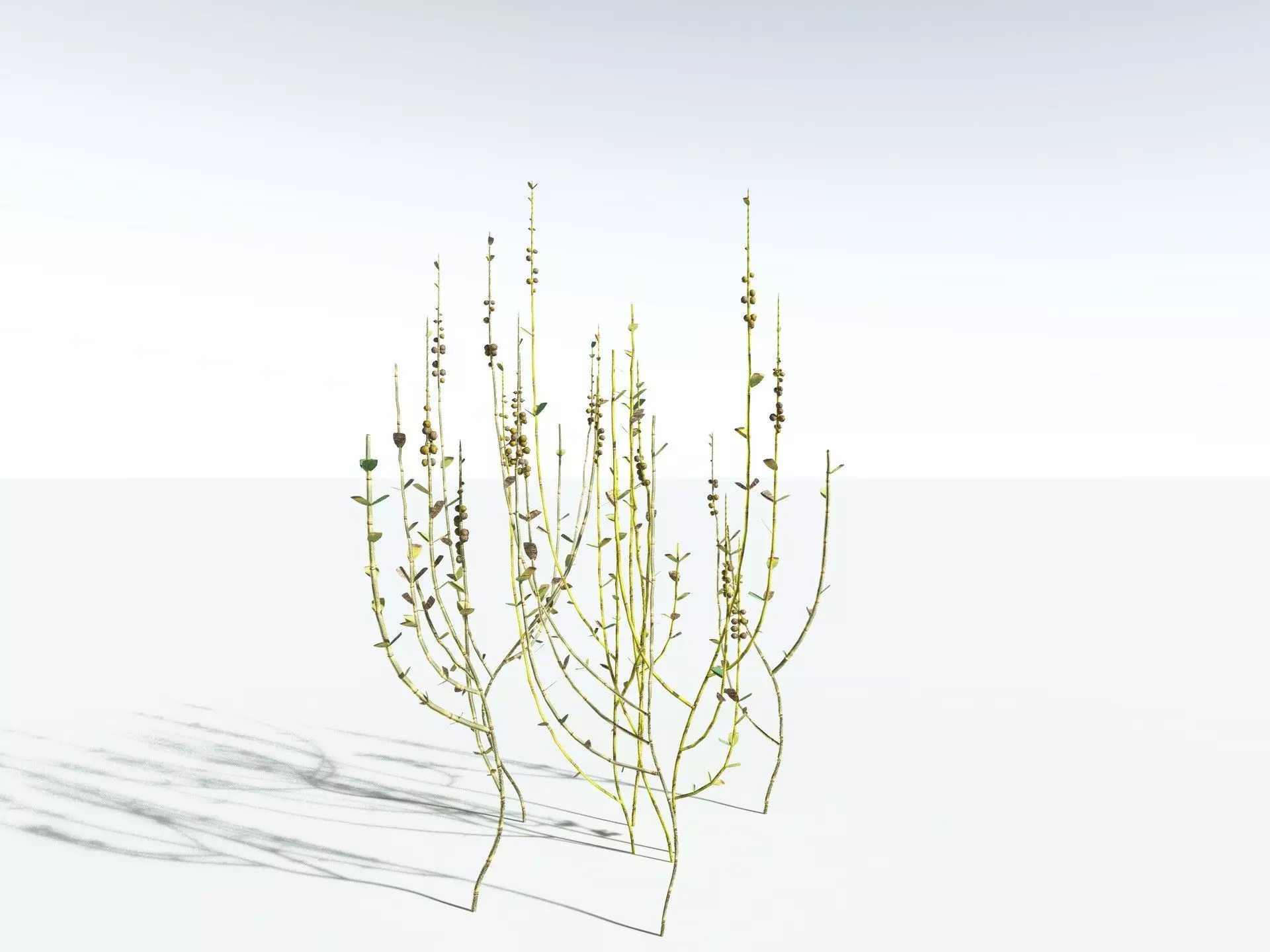 EVERYPlant Sphenophyllum Miravallis LowPoly Low-poly 3D model_16