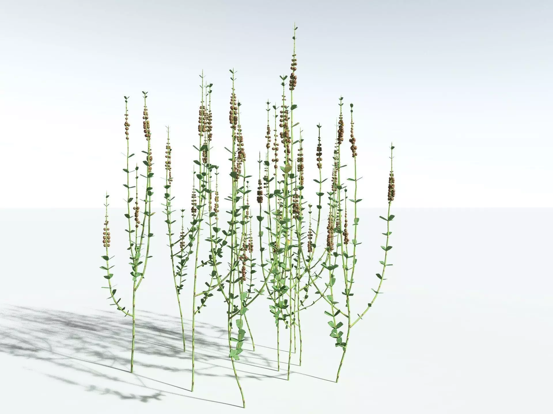 EVERYPlant Sphenophyllum Miravallis LowPoly Low-poly 3D model_0