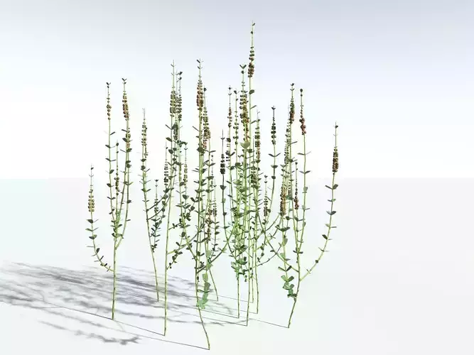 EVERYPlant Sphenophyllum Miravallis LowPoly -18 Models- Low-poly 3D model