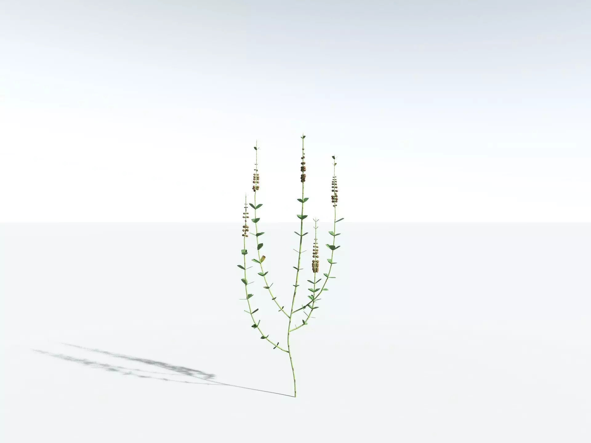 EVERYPlant Sphenophyllum Miravallis LowPoly Low-poly 3D model_30