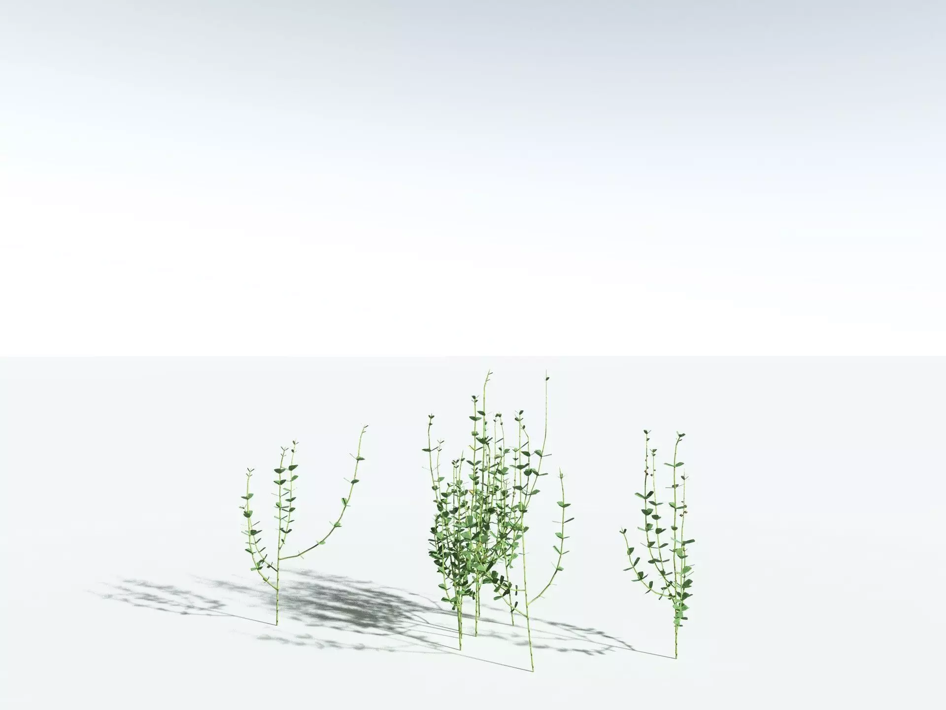 EVERYPlant Sphenophyllum Miravallis LowPoly Low-poly 3D model_24