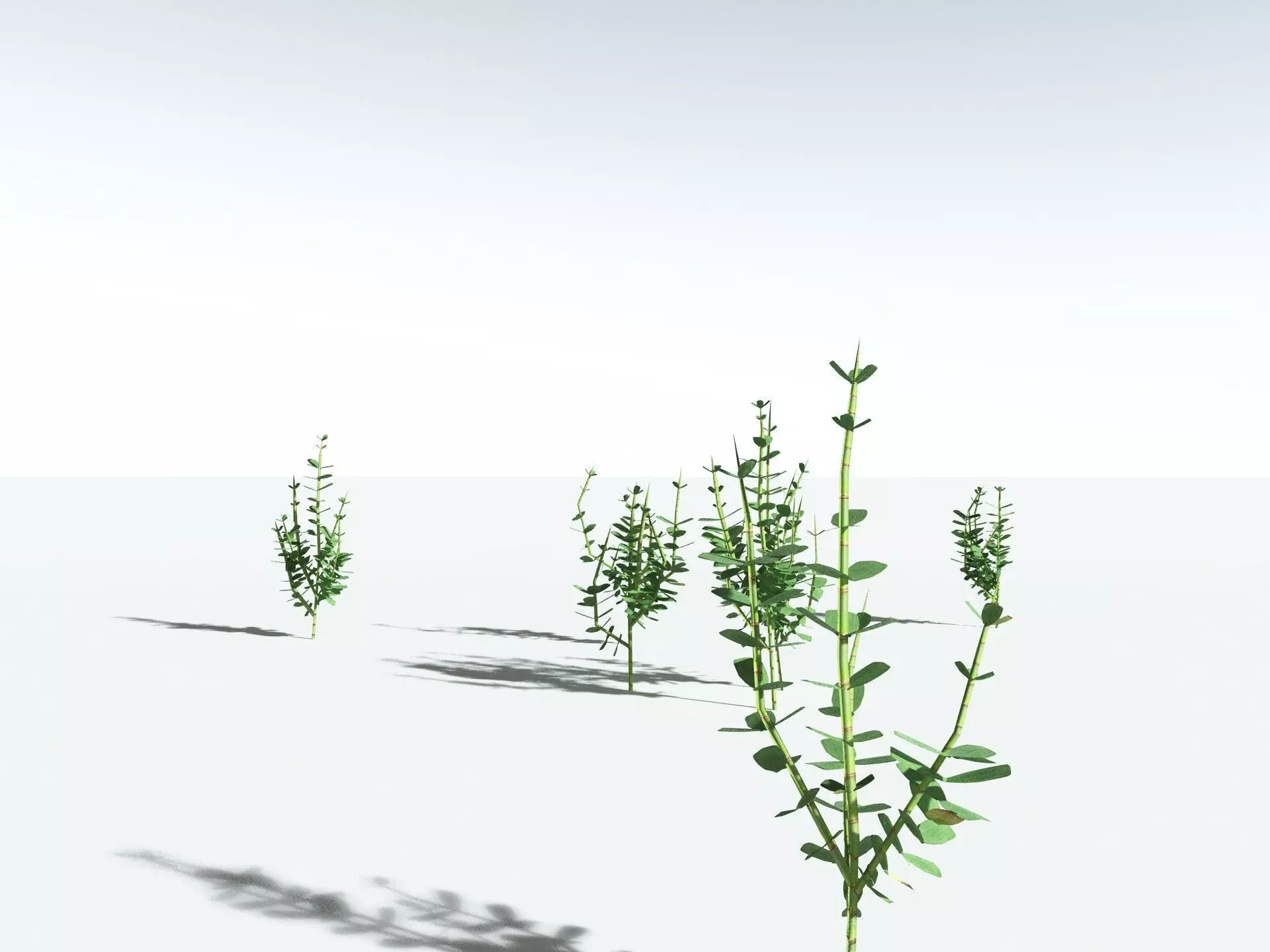 EVERYPlant Sphenophyllum Miravallis LowPoly Low-poly 3D model_27