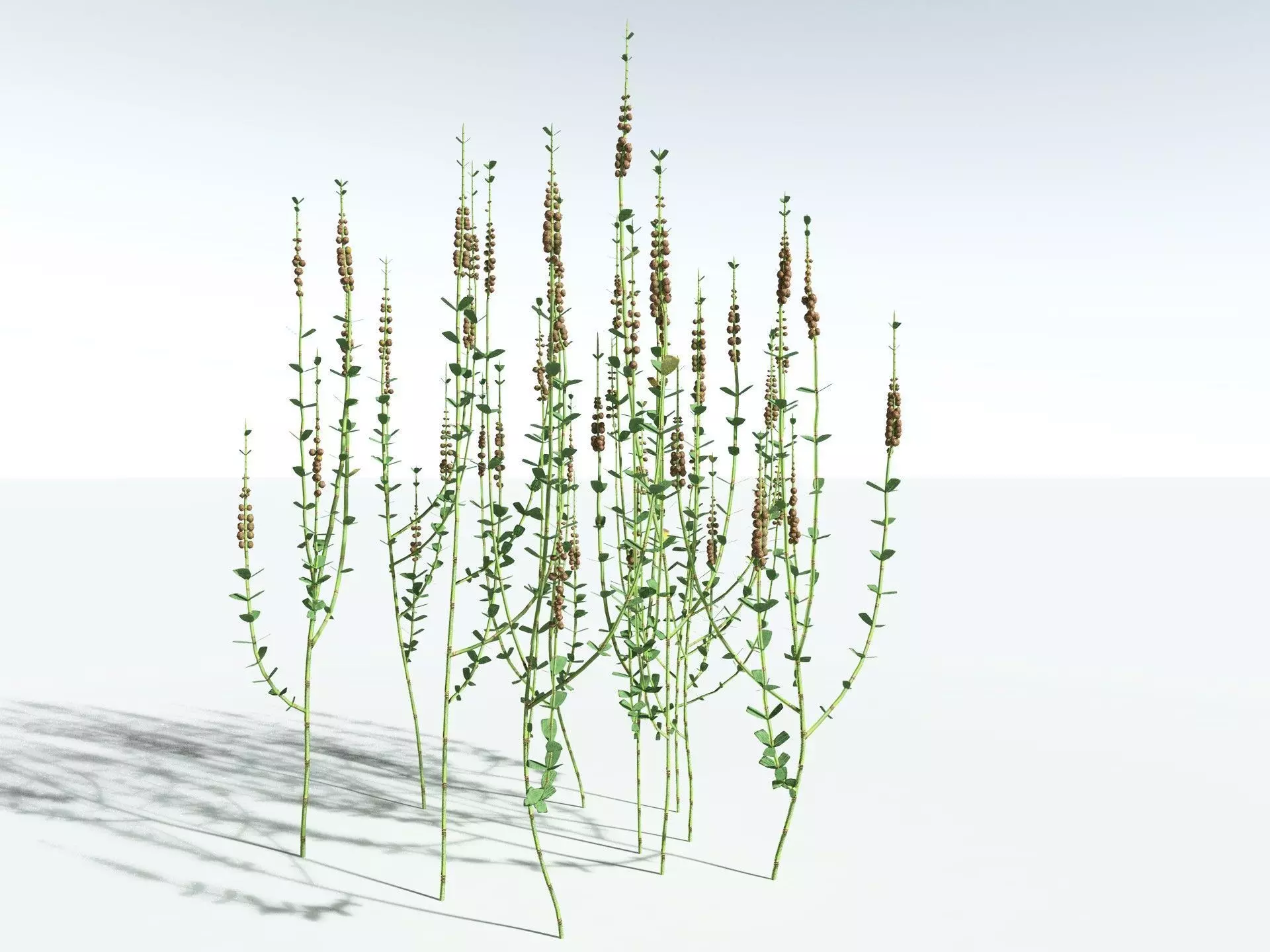 EVERYPlant Sphenophyllum Miravallis LowPoly Low-poly 3D model_20
