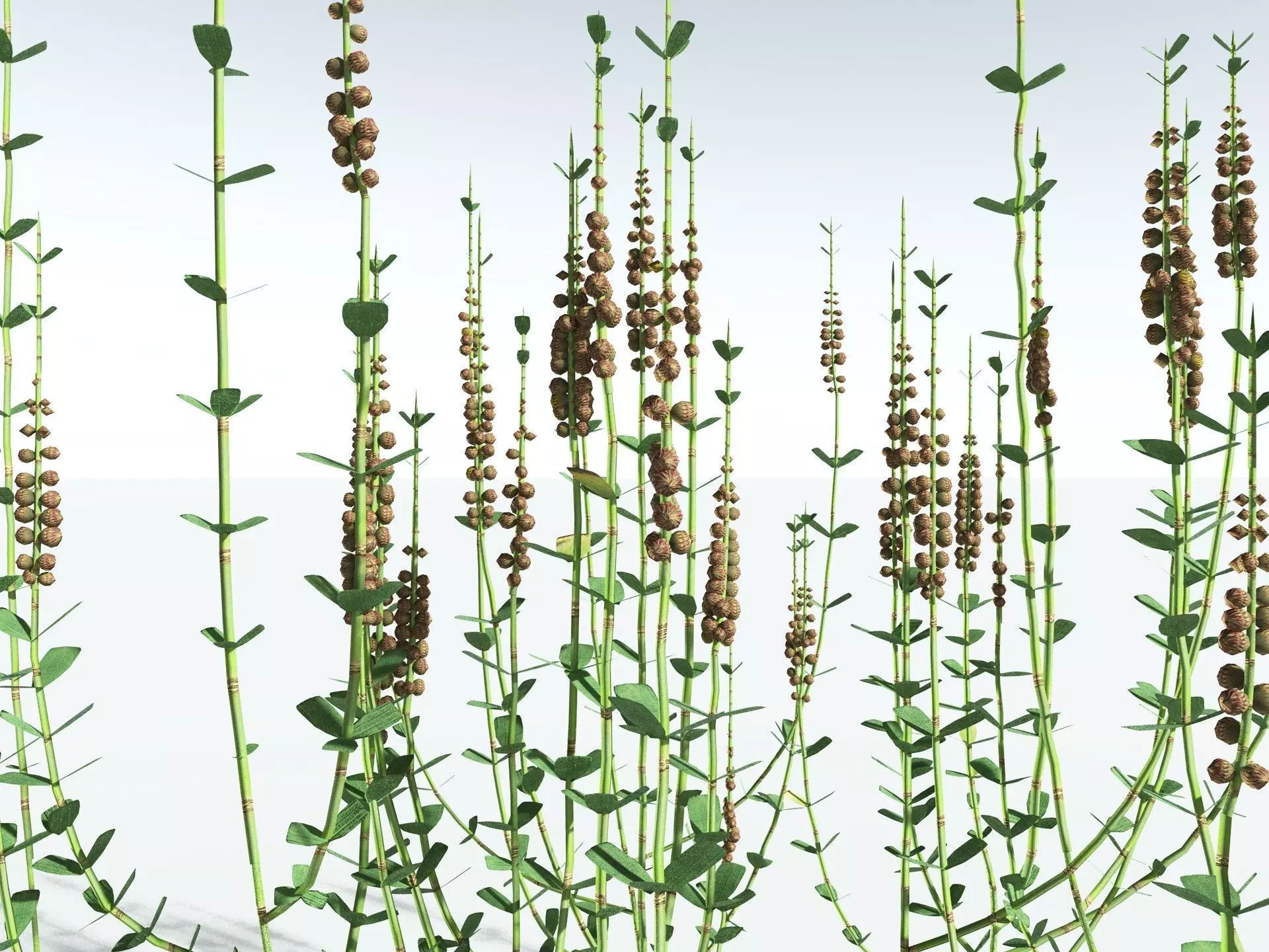 EVERYPlant Sphenophyllum Miravallis LowPoly Low-poly 3D model_3