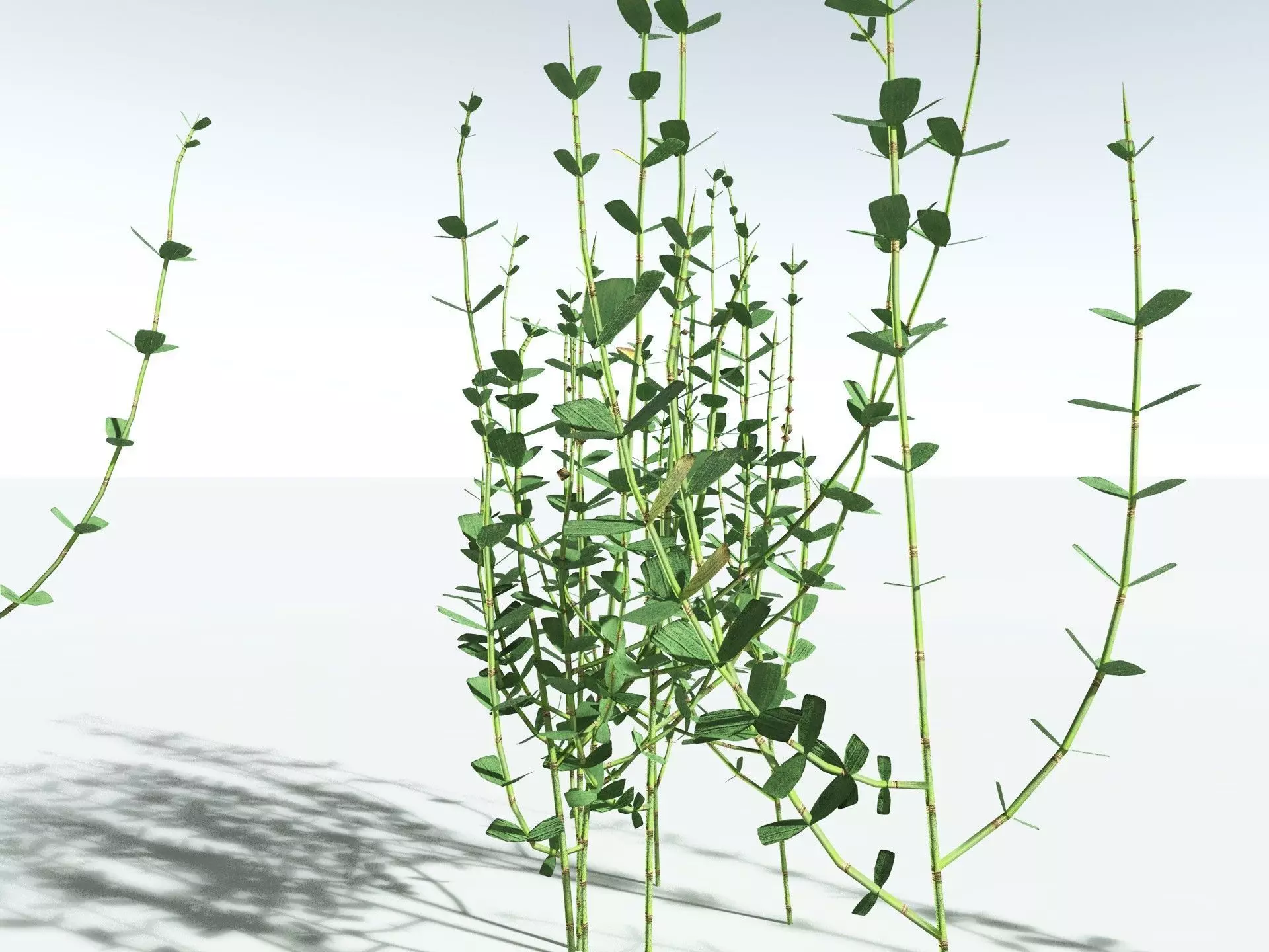 EVERYPlant Sphenophyllum Miravallis LowPoly Low-poly 3D model_25