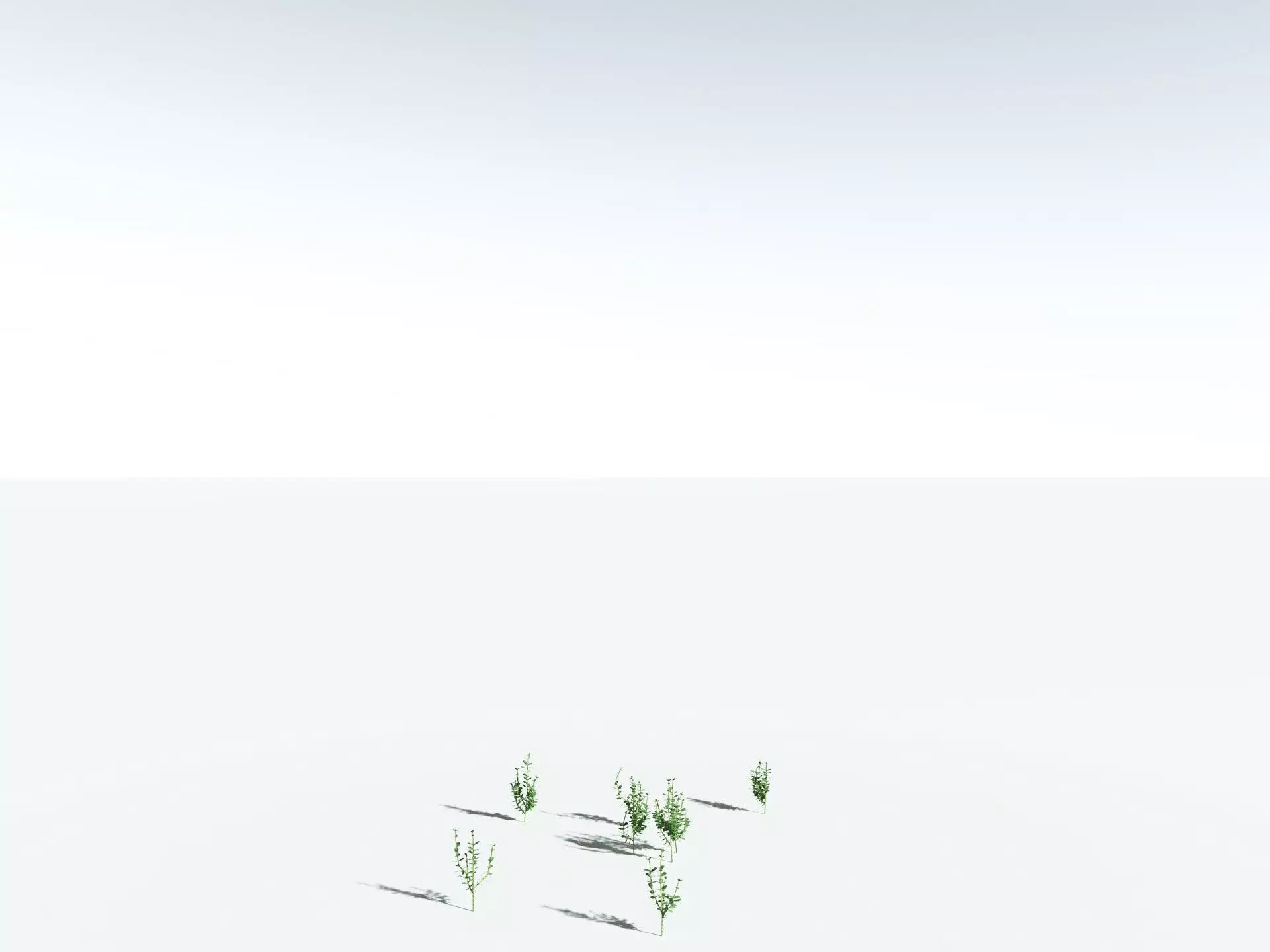 EVERYPlant Sphenophyllum Miravallis LowPoly Low-poly 3D model_26