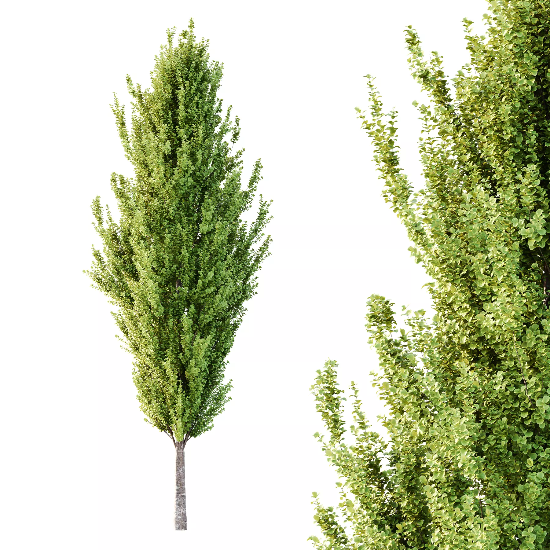 fagus sylvatica tree 04 3D model_0