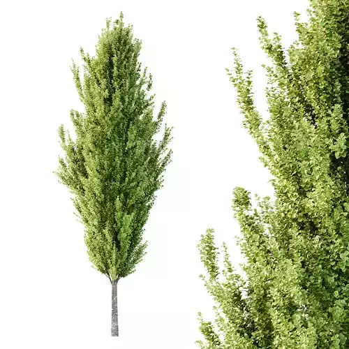 fagus sylvatica tree 04 3D model fagus sylvatica tree 04 3D model