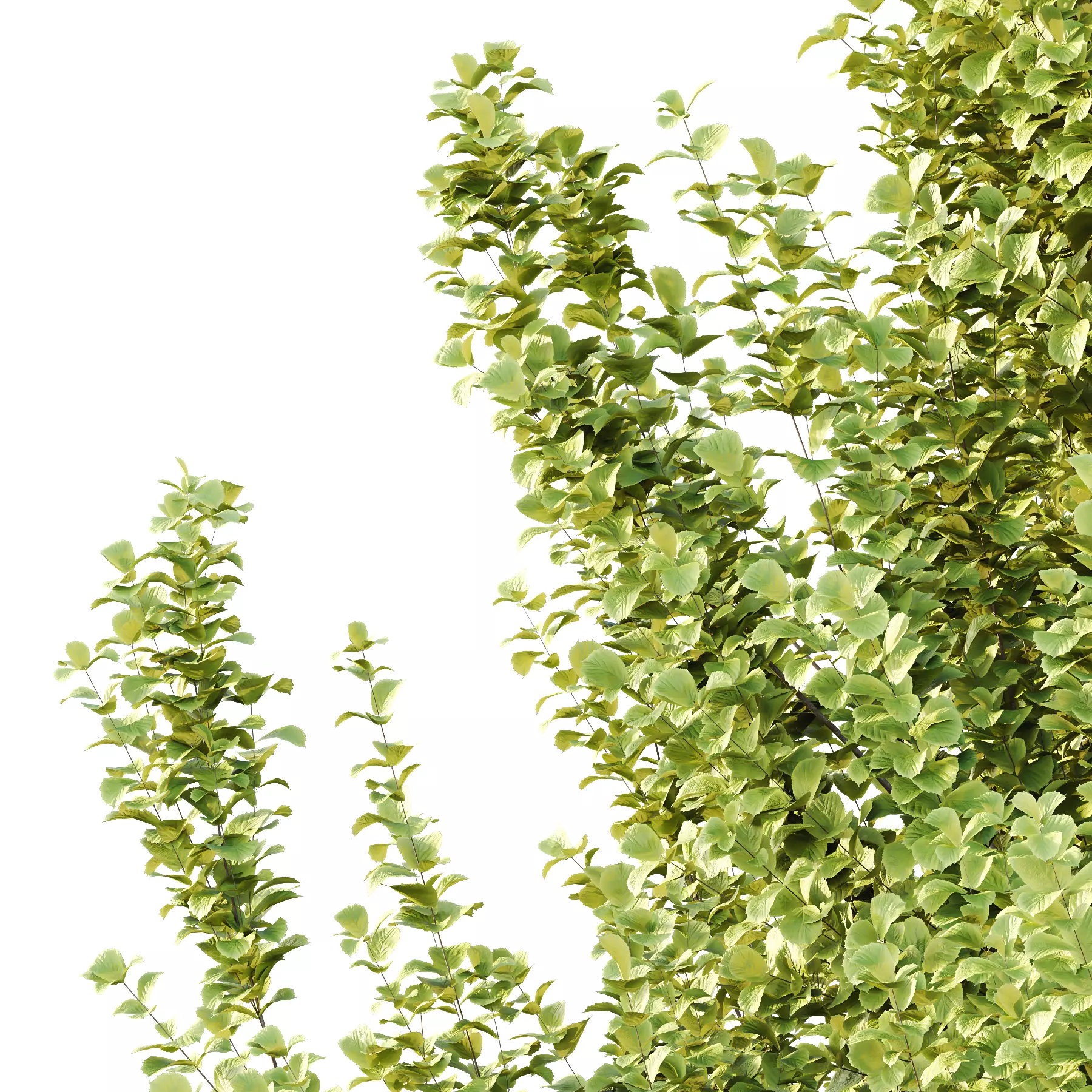 fagus sylvatica tree 04 3D model_1