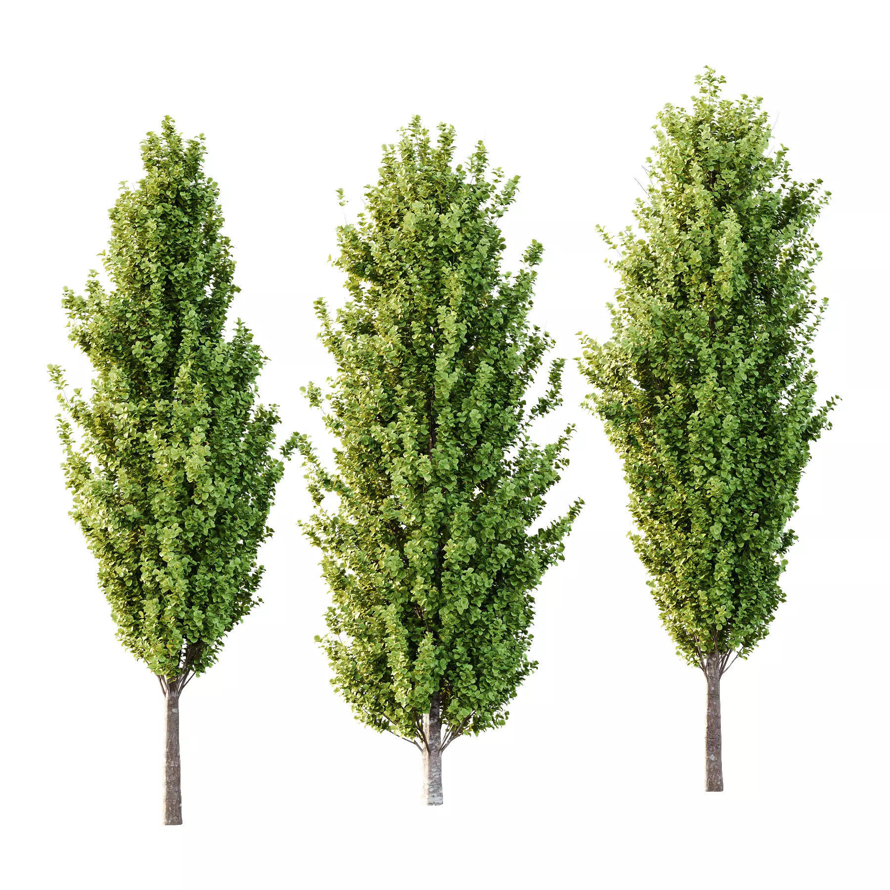 fagus sylvatica tree 08 3D model_0