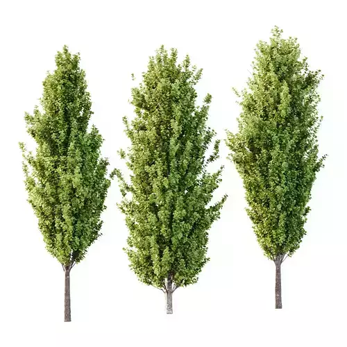 fagus sylvatica tree 08 3D model fagus sylvatica tree 08 3D model