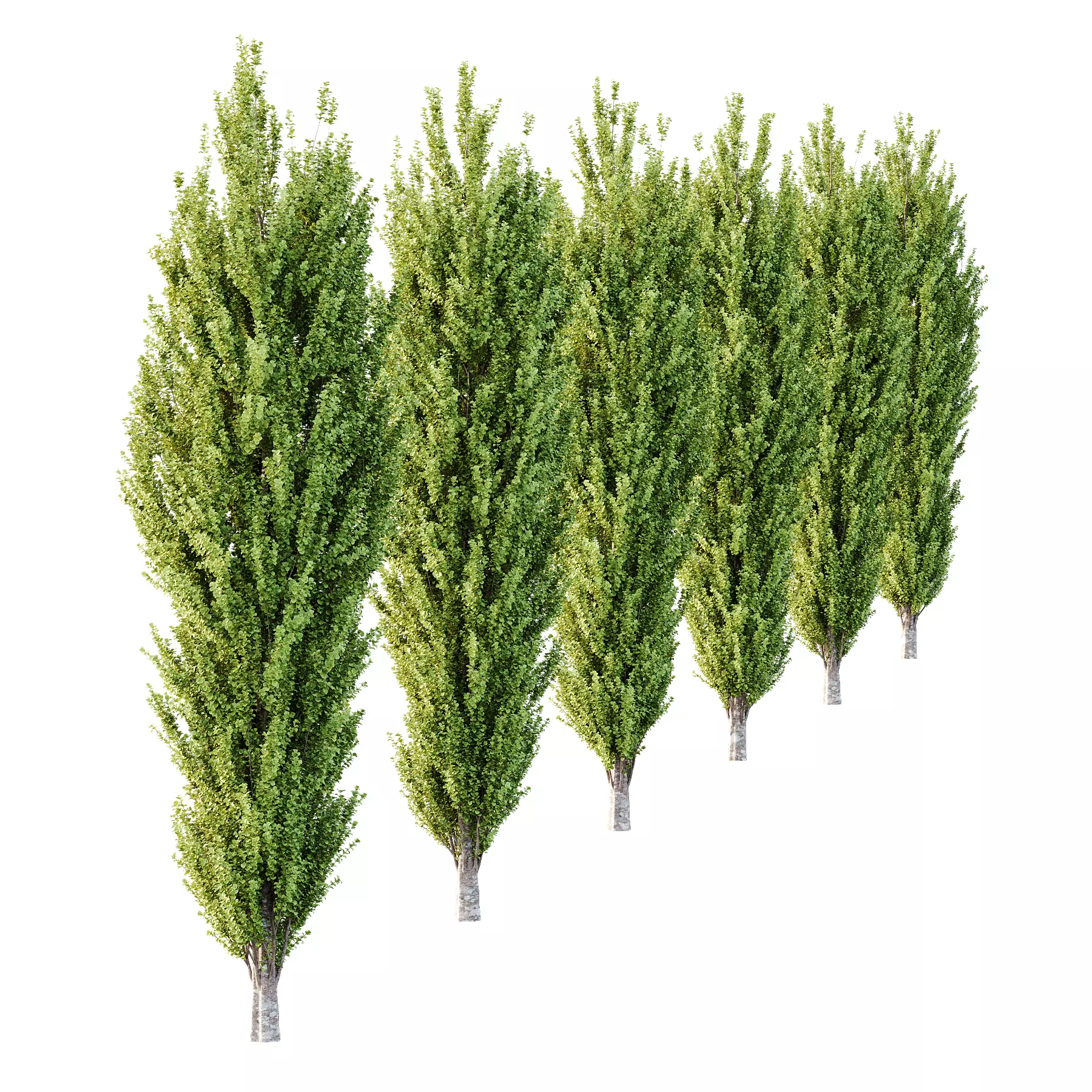 fagus sylvatica tree 14 3D model_1