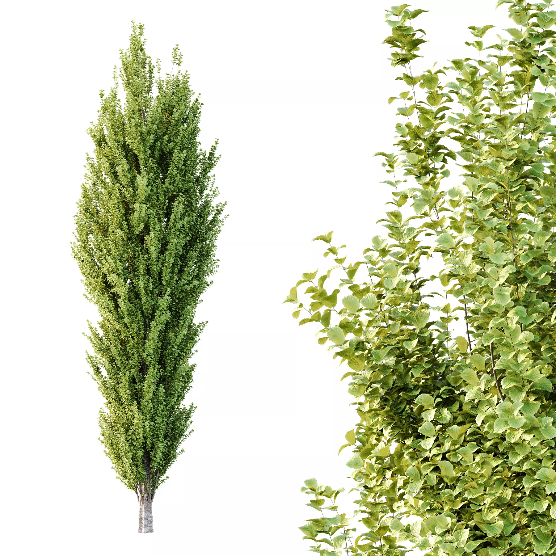 fagus sylvatica tree 14 3D model_0