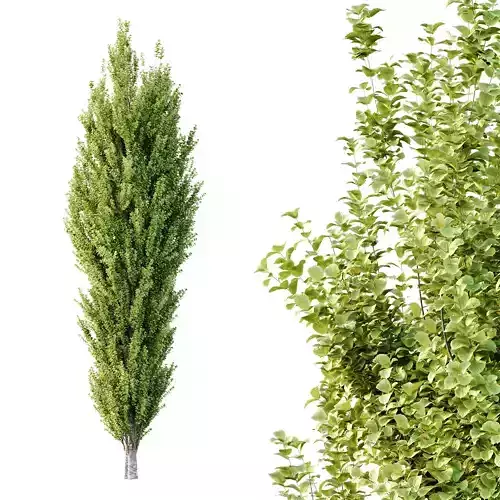 fagus sylvatica tree 14 3D model