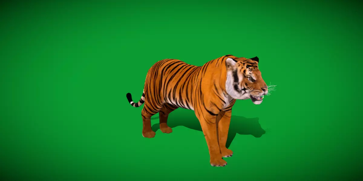 Bengal Tiger Low-poly 3D model_42