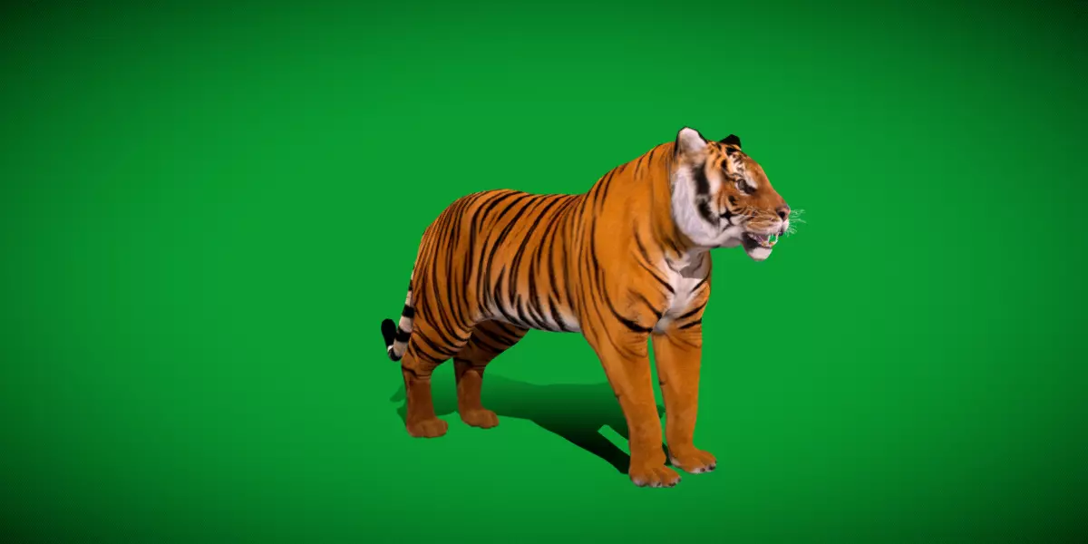 Bengal Tiger Low-poly 3D model_41
