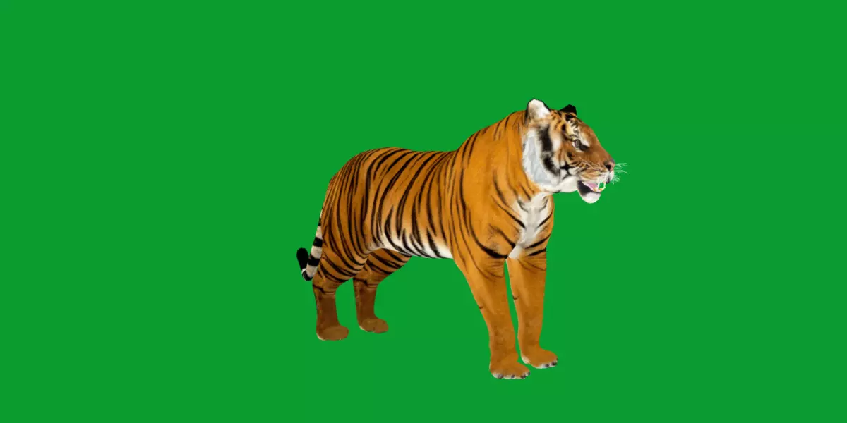 Bengal Tiger Low-poly 3D model_34