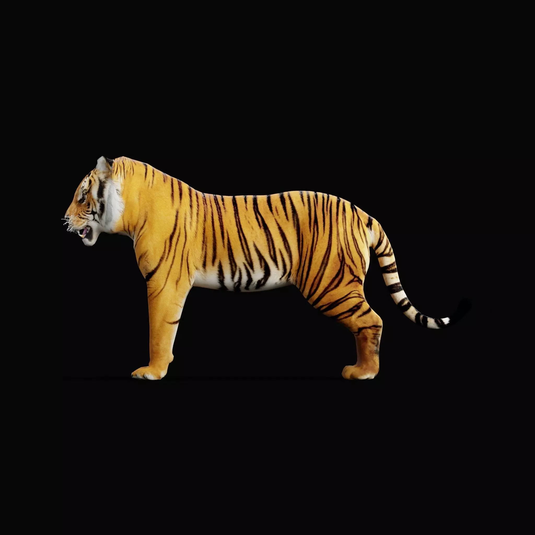 Bengal Tiger Low-poly 3D model_53