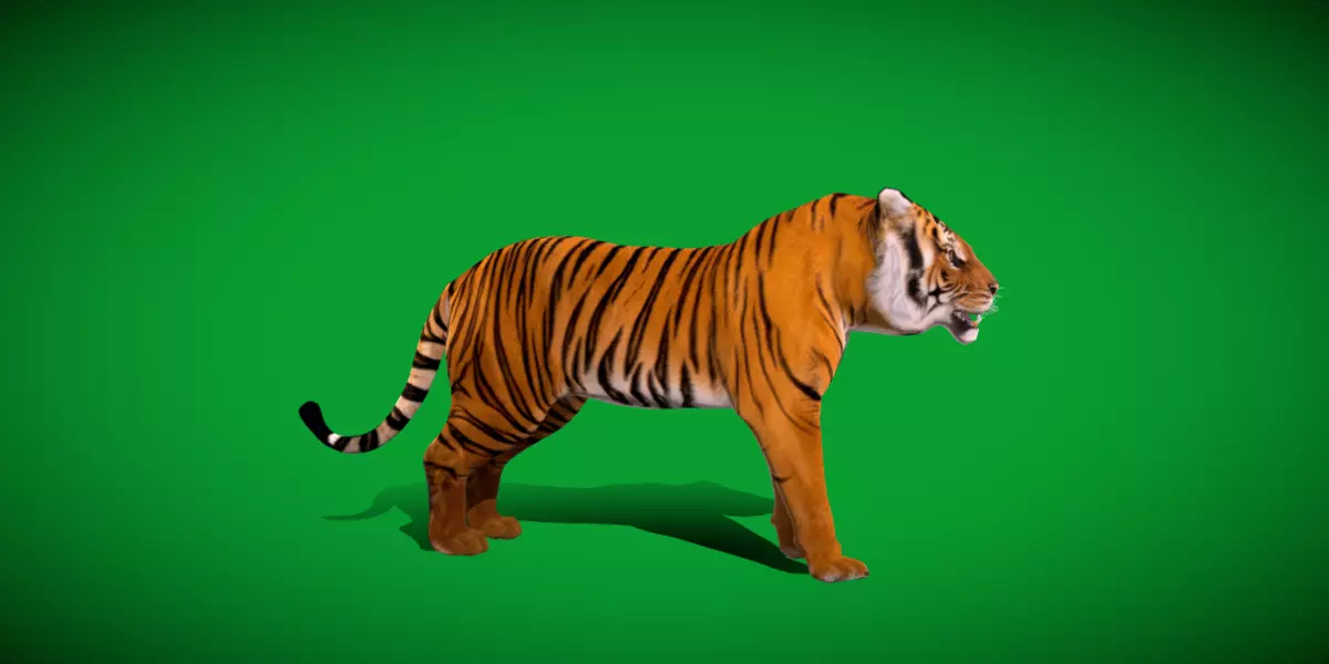 Bengal Tiger Low-poly 3D model_43