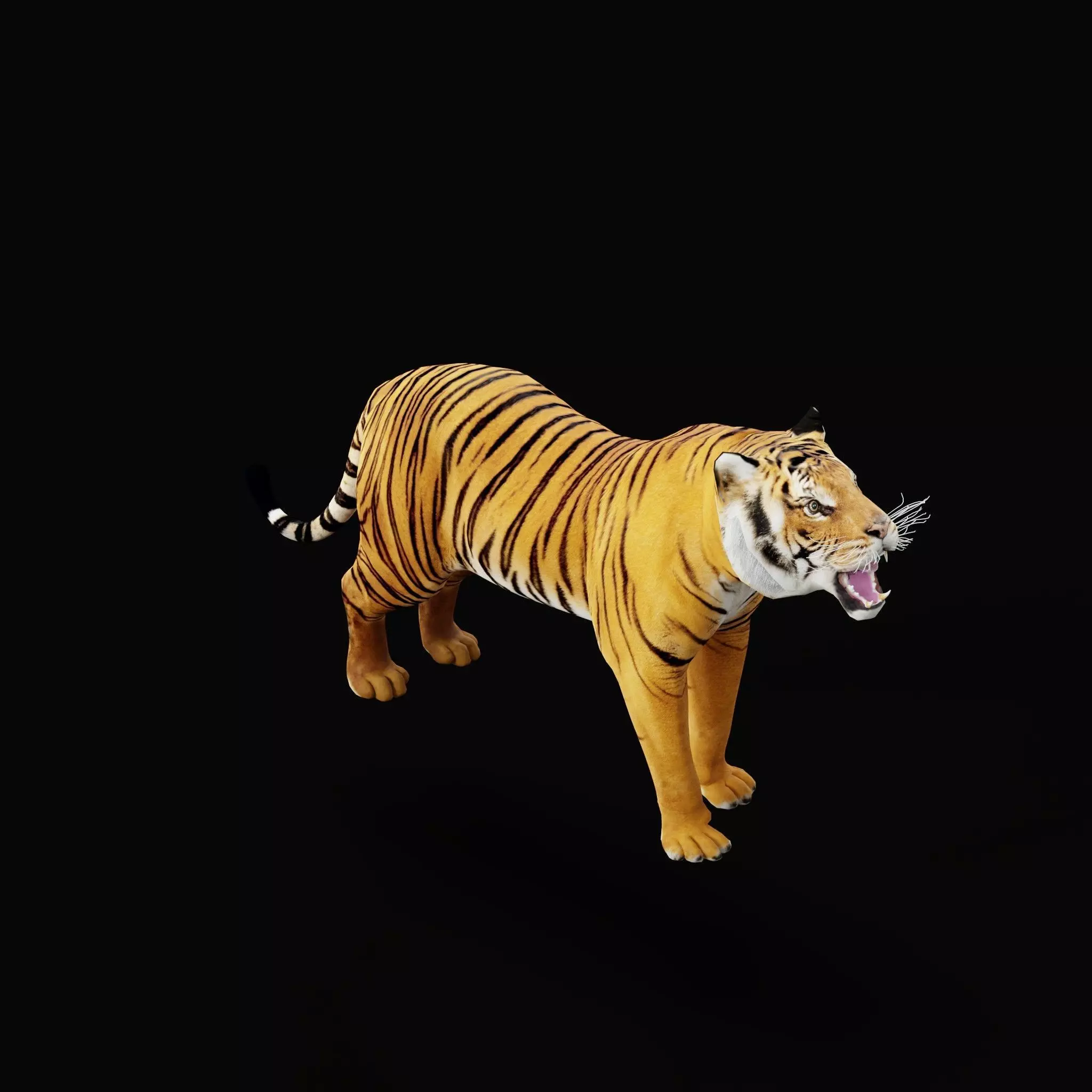 Bengal Tiger Low-poly 3D model_55