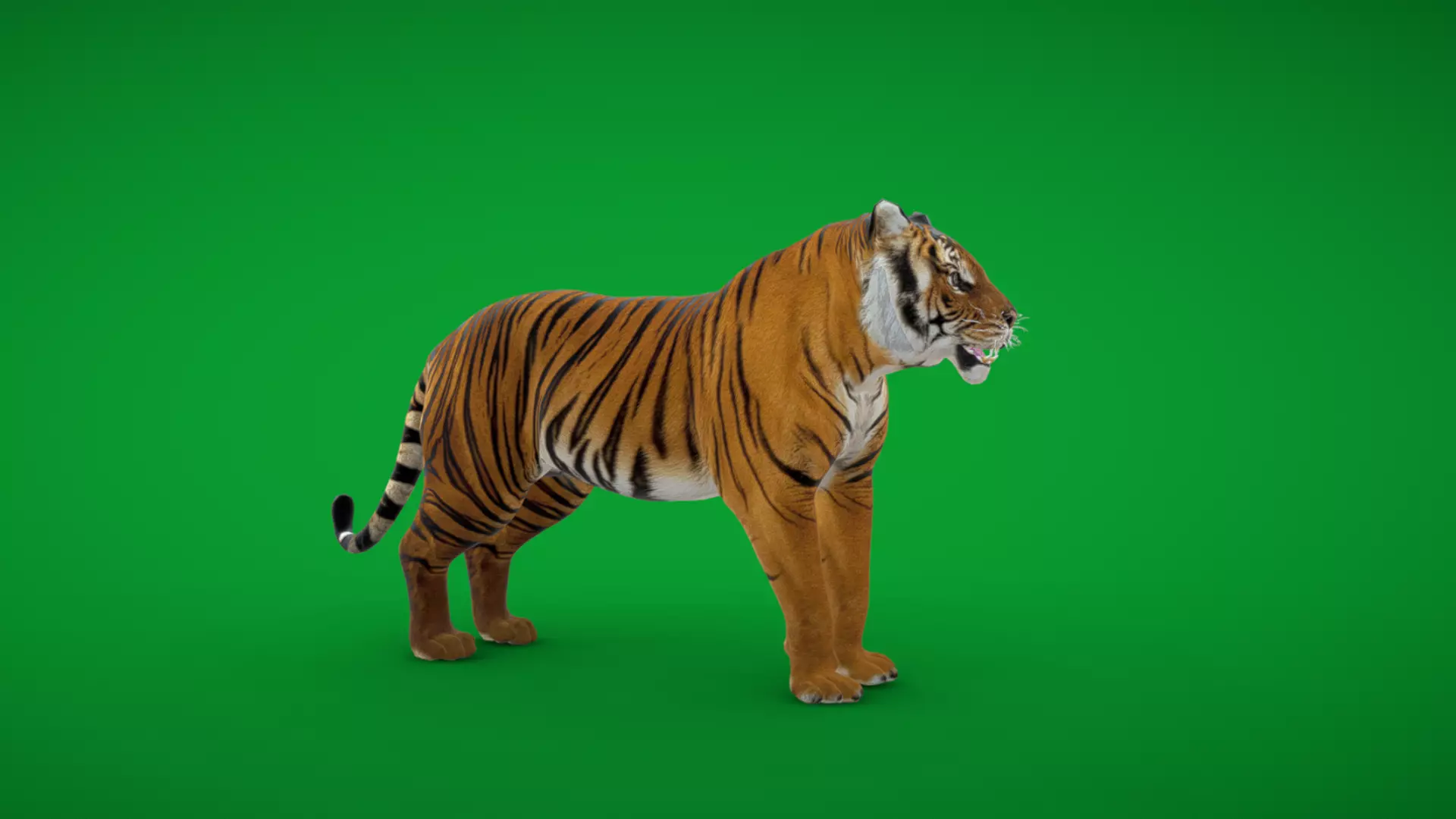Bengal Tiger Low-poly 3D model_0