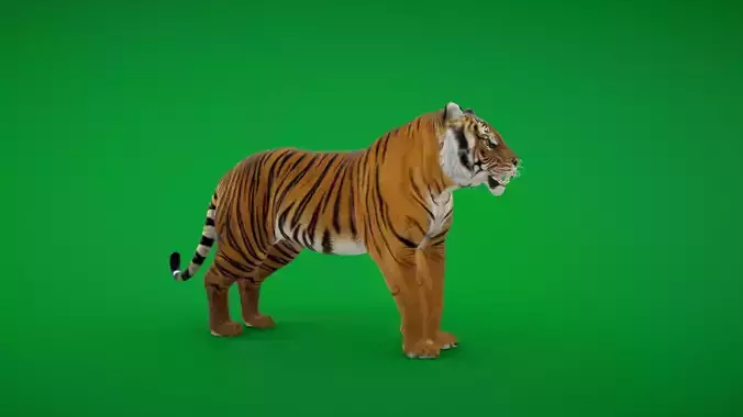 Bengal Tiger Low-poly 3D model
