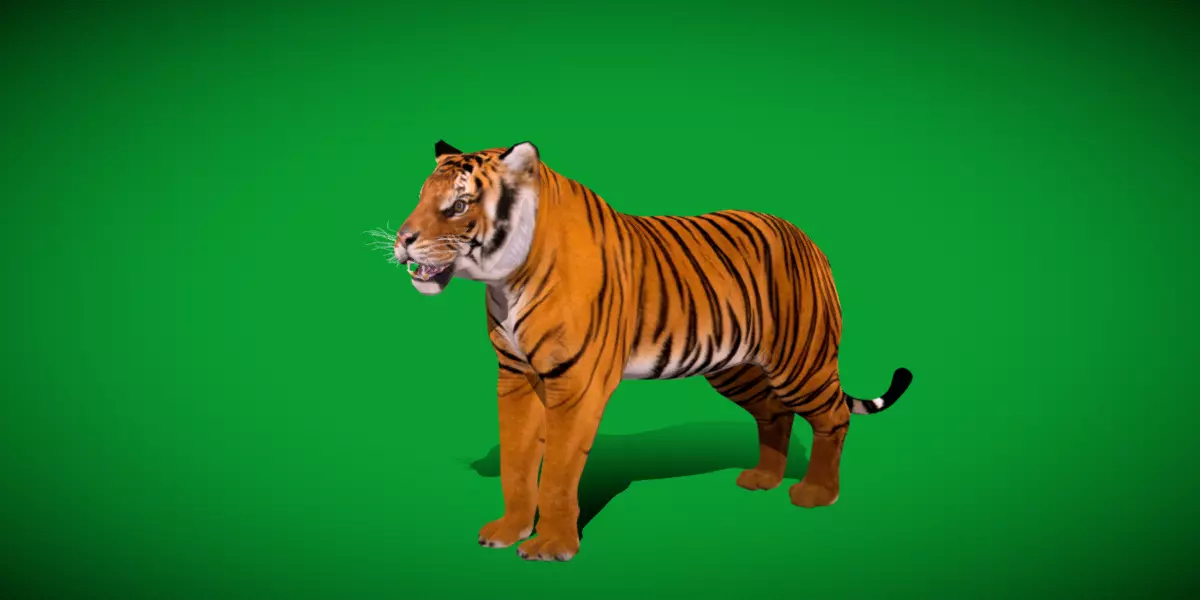 Bengal Tiger Low-poly 3D model_45