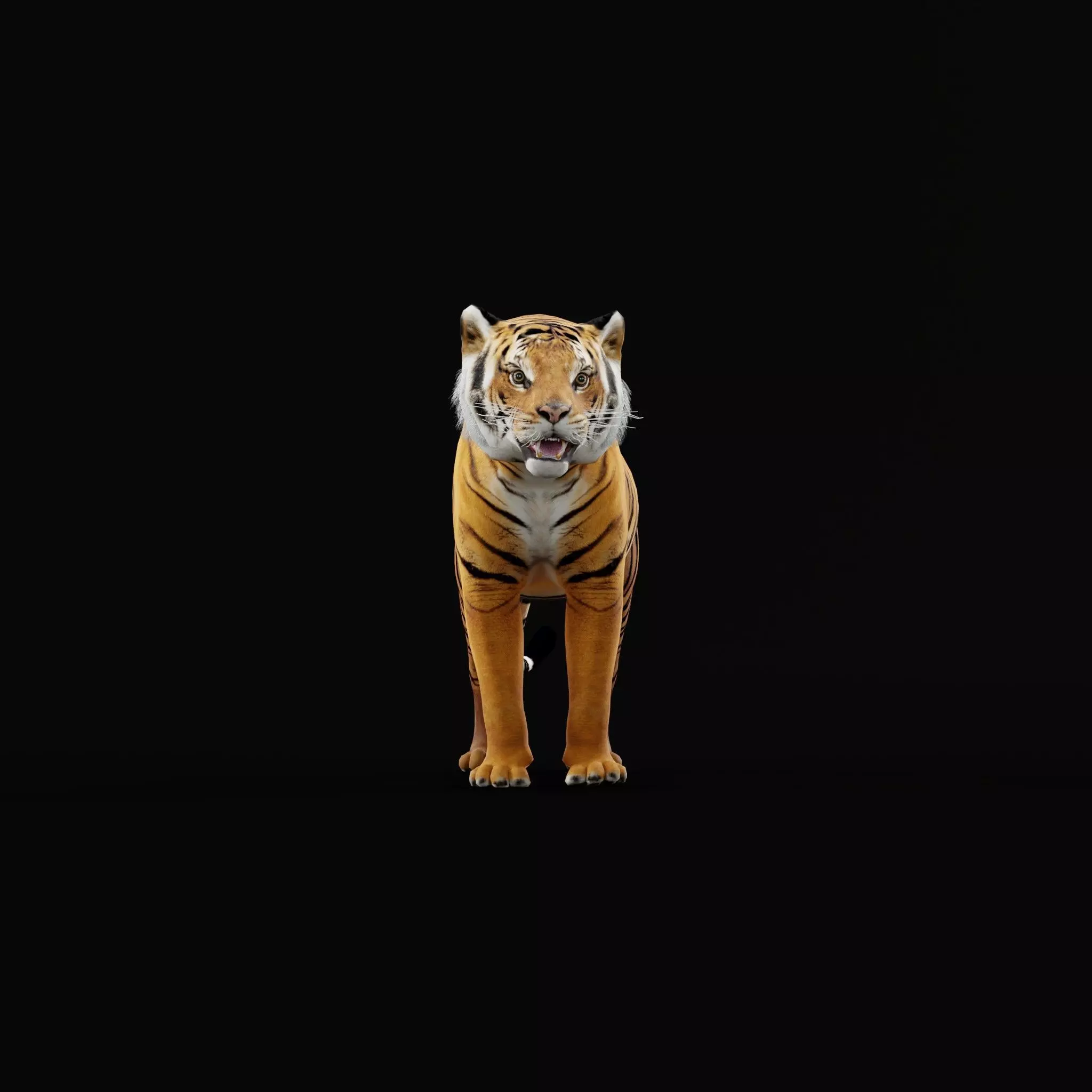 Bengal Tiger Low-poly 3D model_59