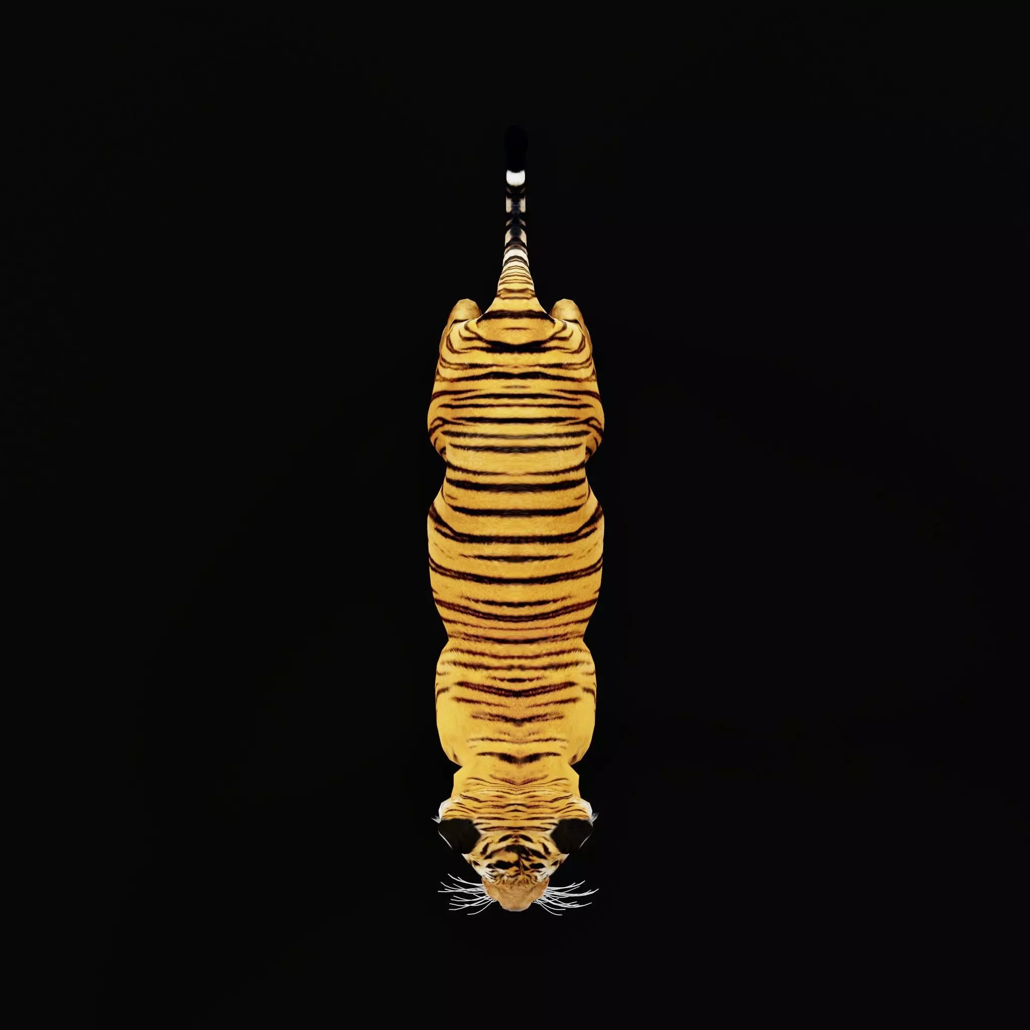 Bengal Tiger Low-poly 3D model_52