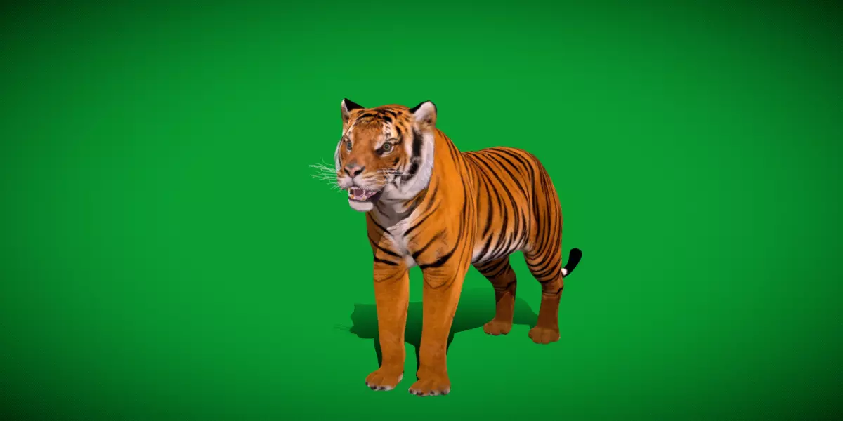 Bengal Tiger Low-poly 3D model_25