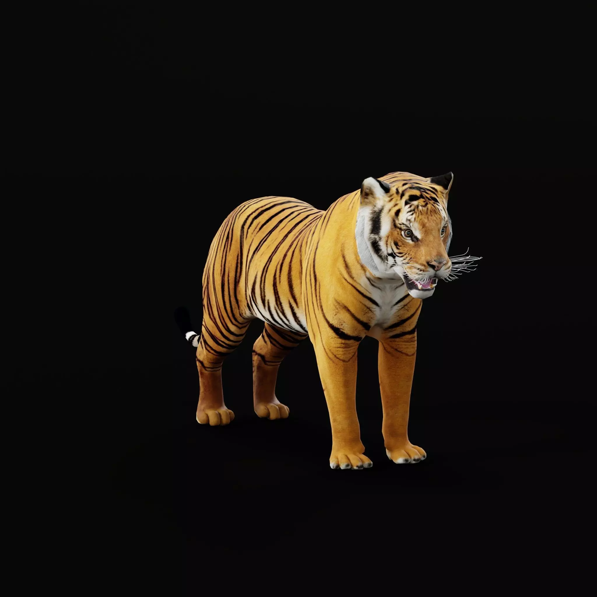Bengal Tiger Low-poly 3D model_56