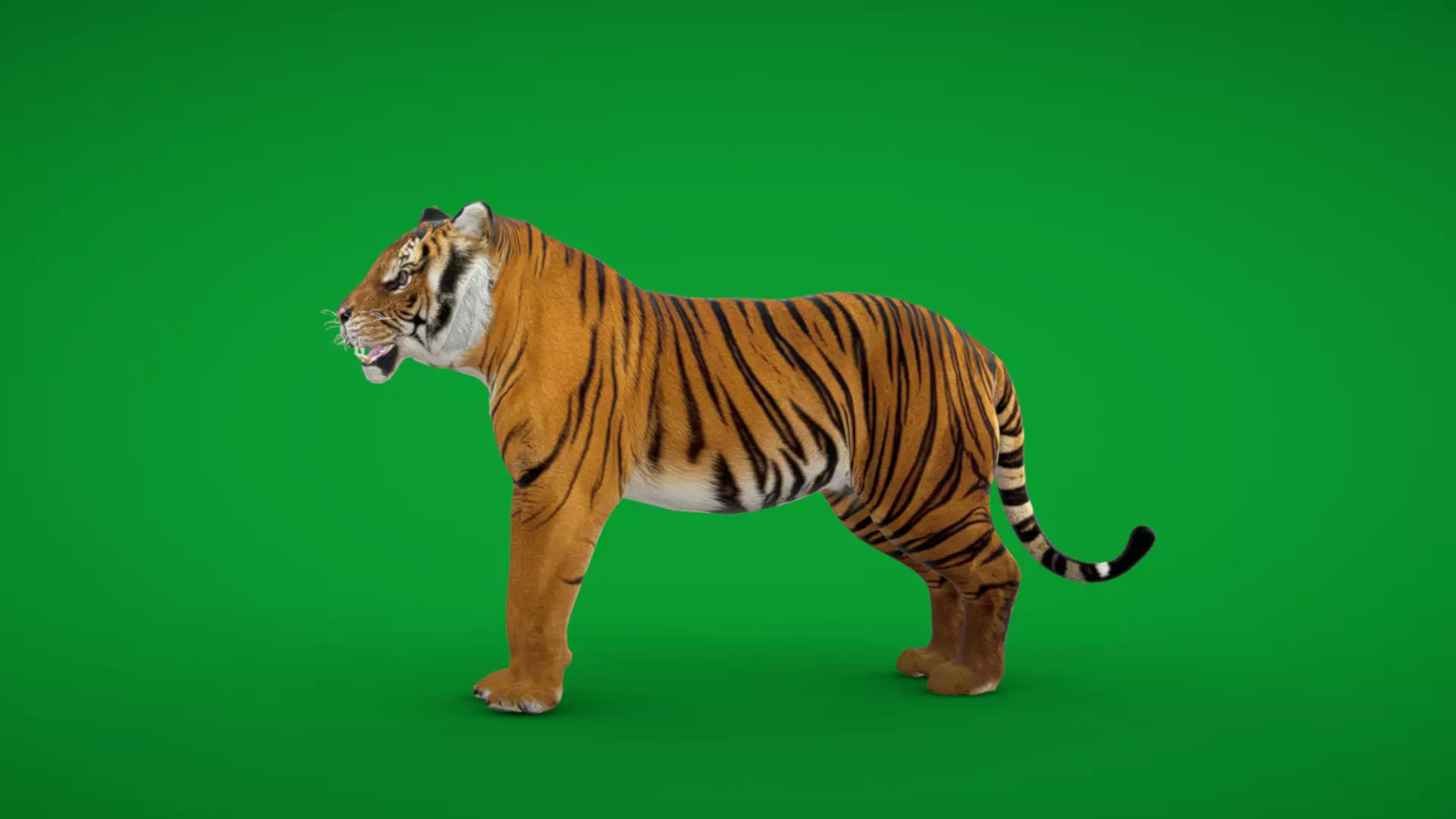 Bengal Tiger Low-poly 3D model_6