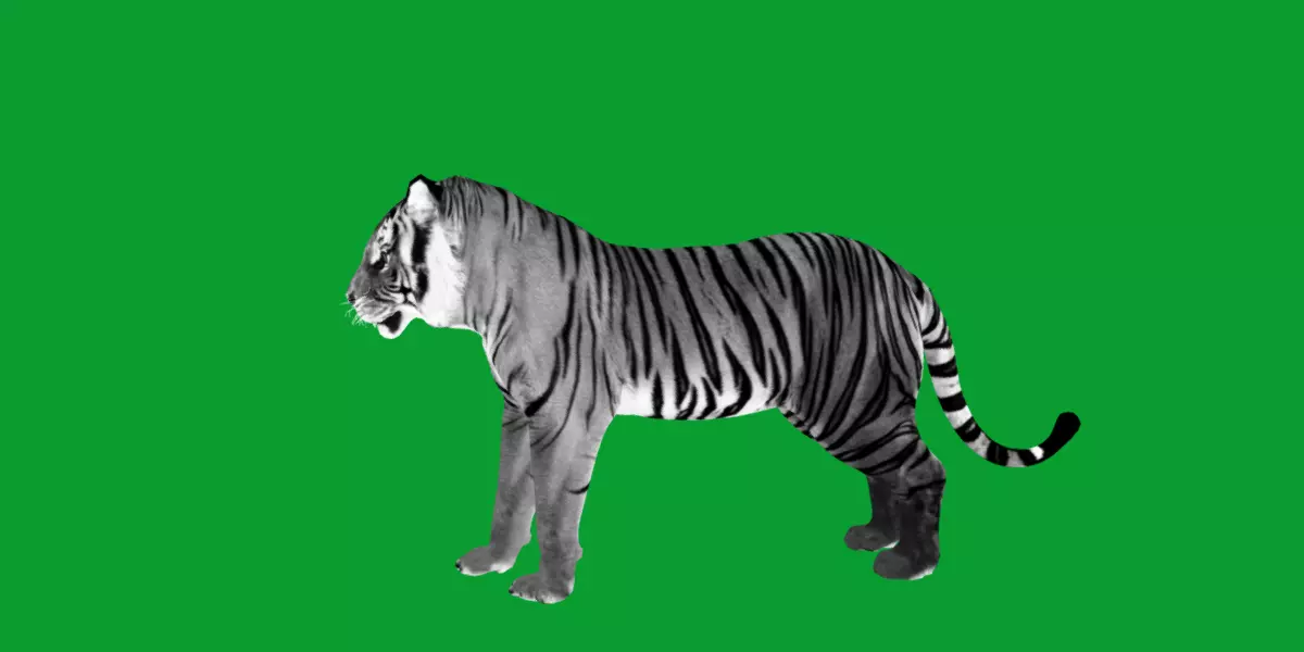 Bengal Tiger Low-poly 3D model_27
