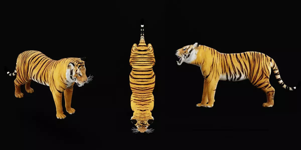 Bengal Tiger Low-poly 3D model_40