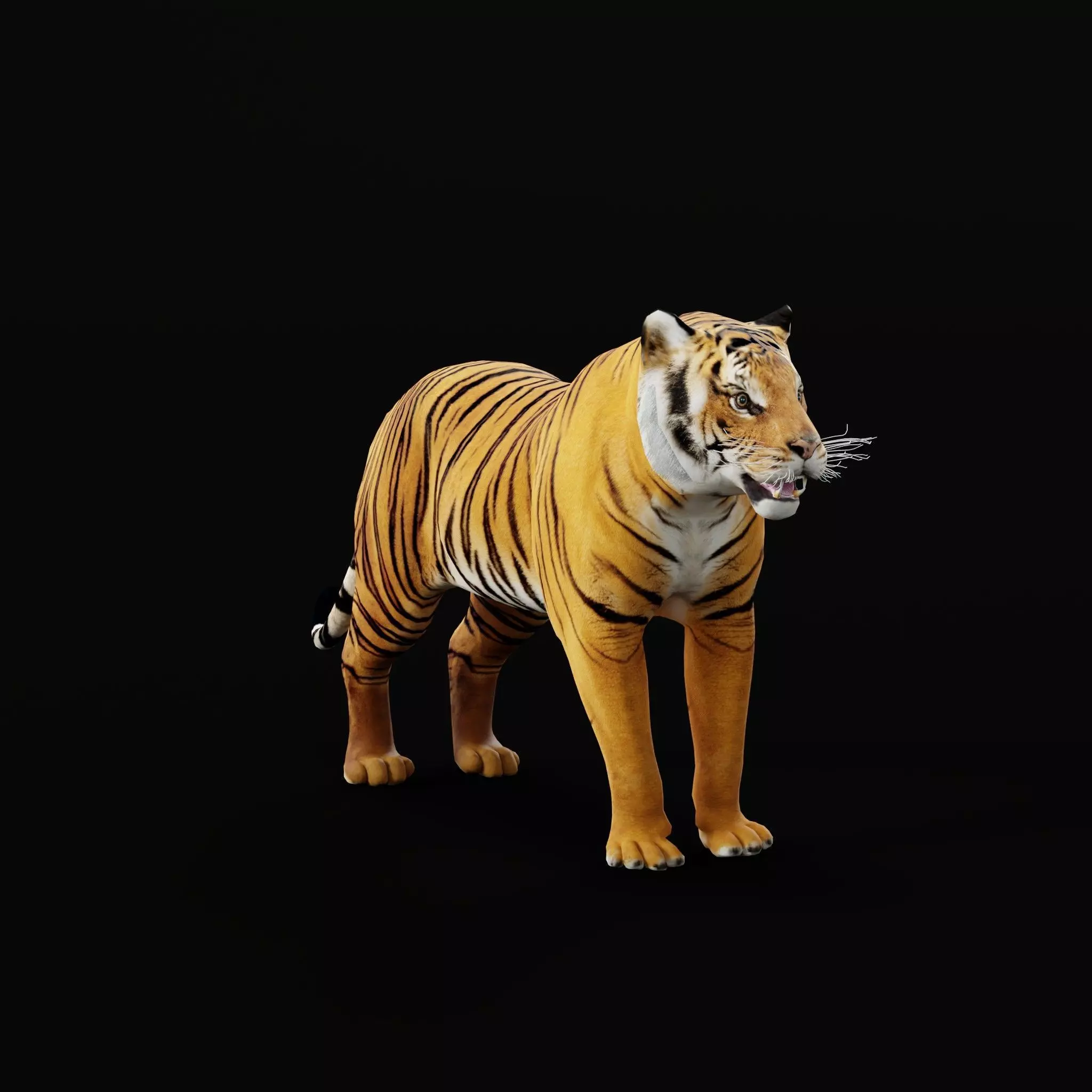 Bengal Tiger Low-poly 3D model_62
