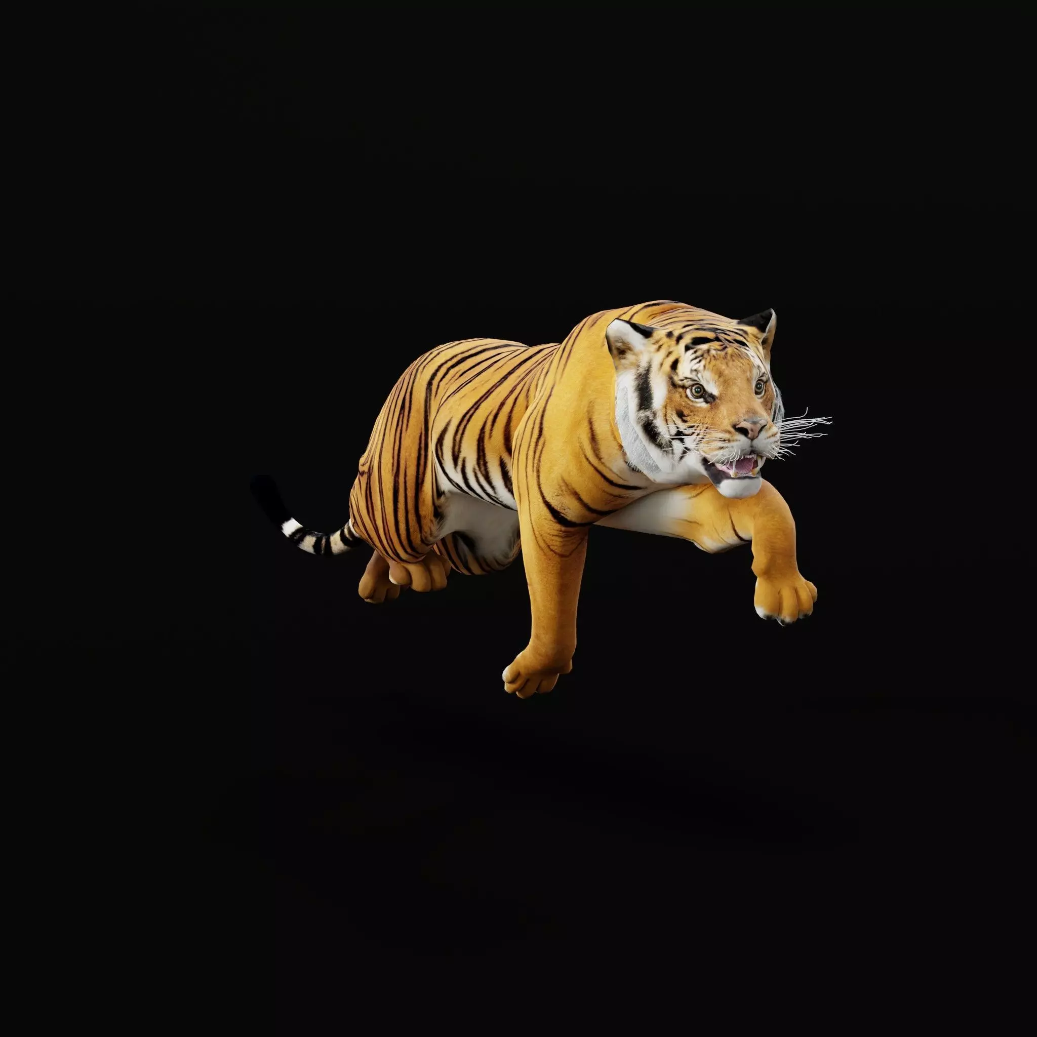 Bengal Tiger Low-poly 3D model_54