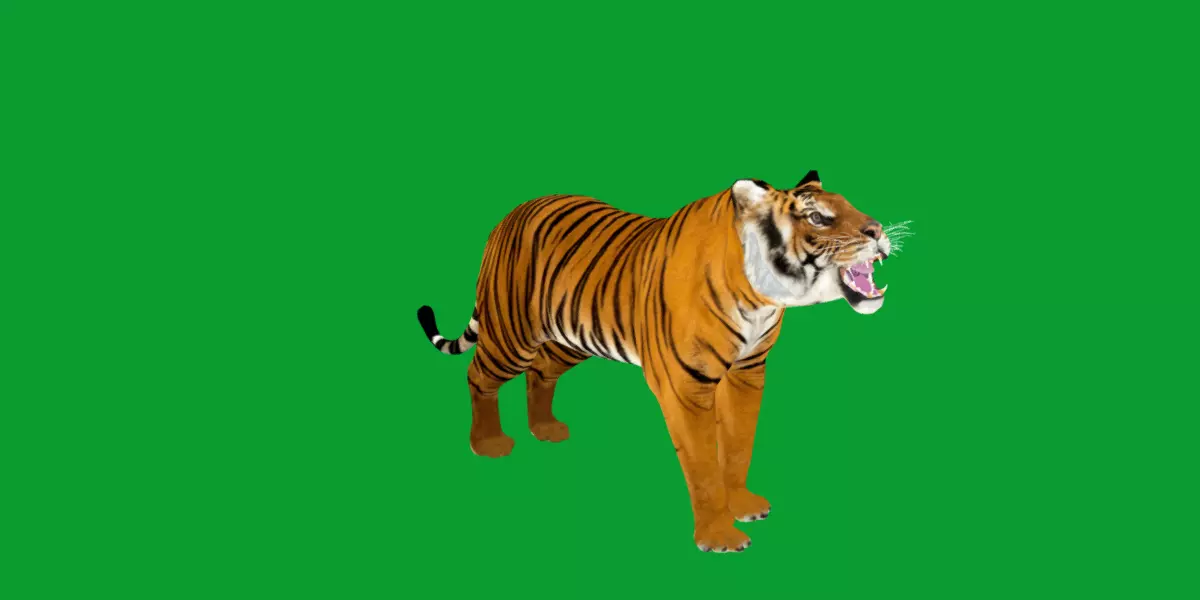 Bengal Tiger Low-poly 3D model_35