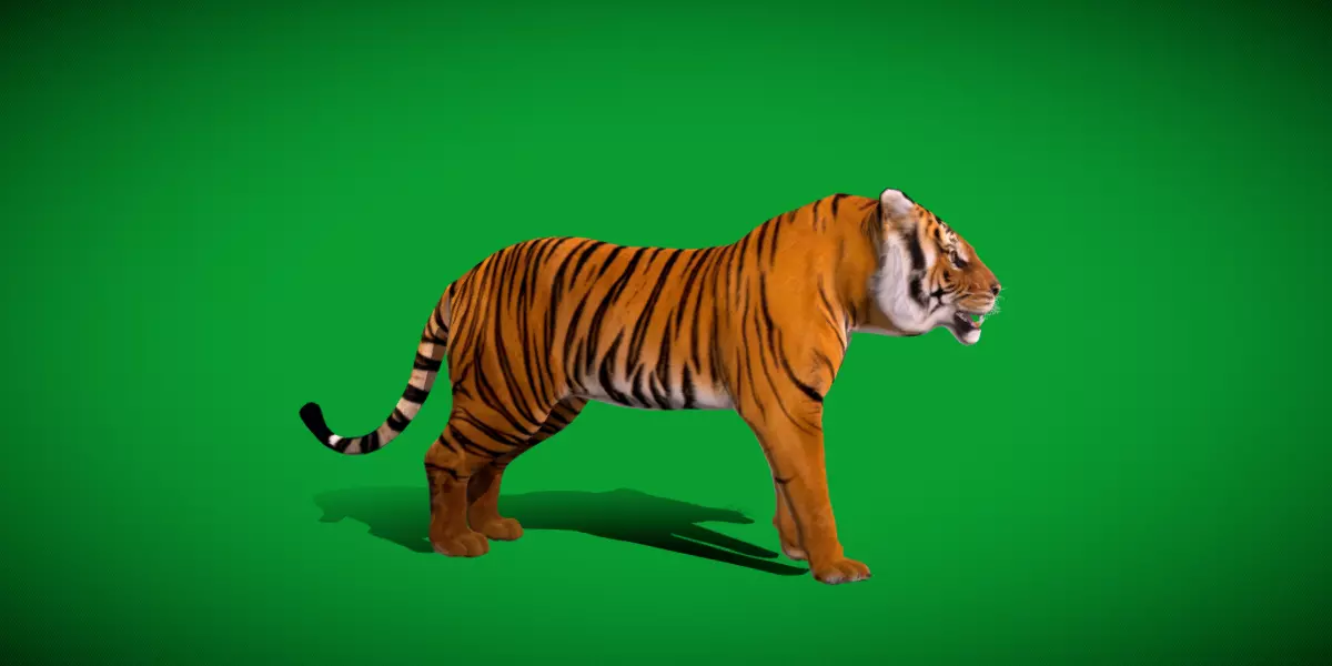 Bengal Tiger Low-poly 3D model_20
