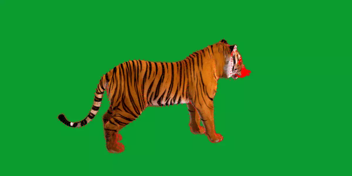 Bengal Tiger Low-poly 3D model_13