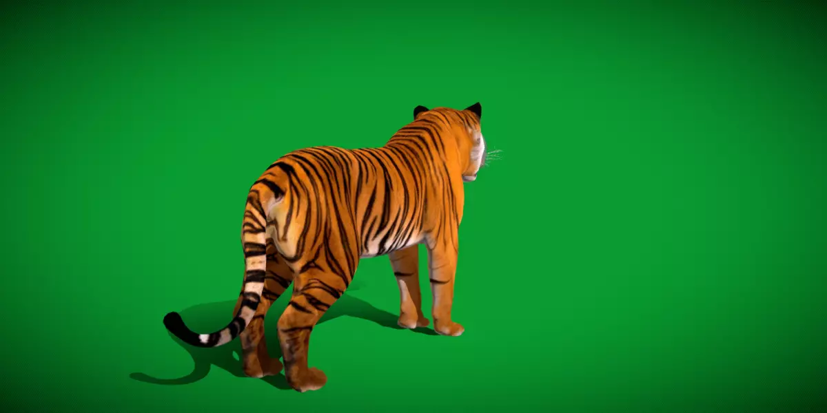 Bengal Tiger Low-poly 3D model_19