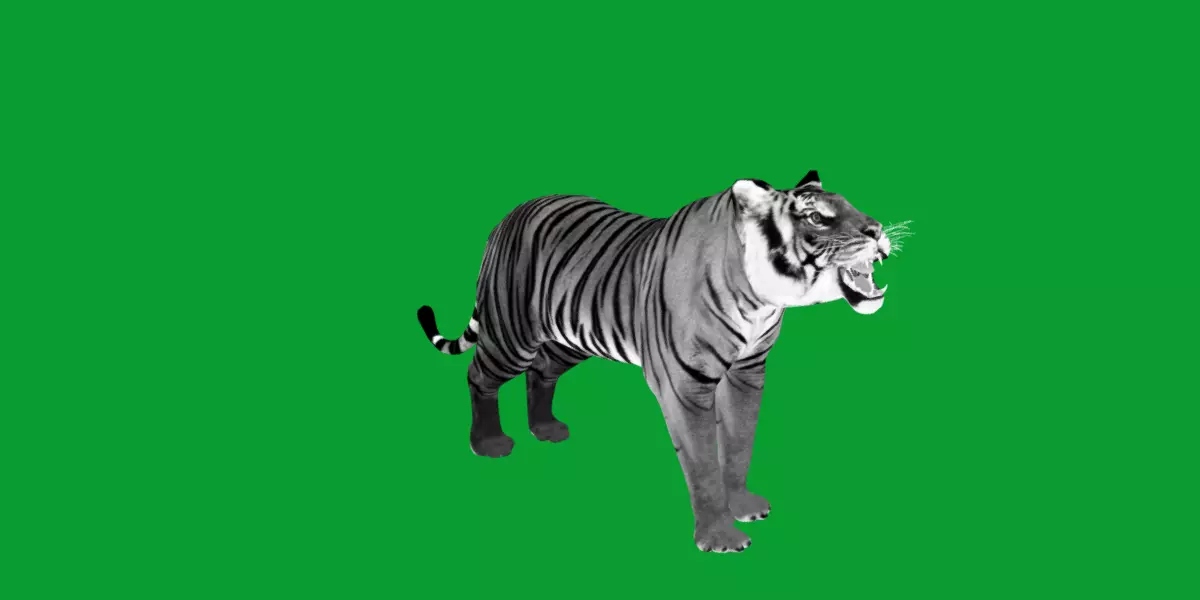 Bengal Tiger Low-poly 3D model_30