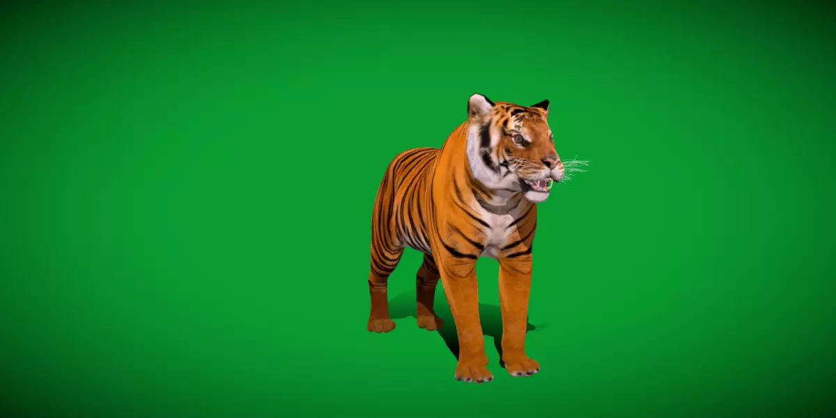 Bengal Tiger Low-poly 3D model_44