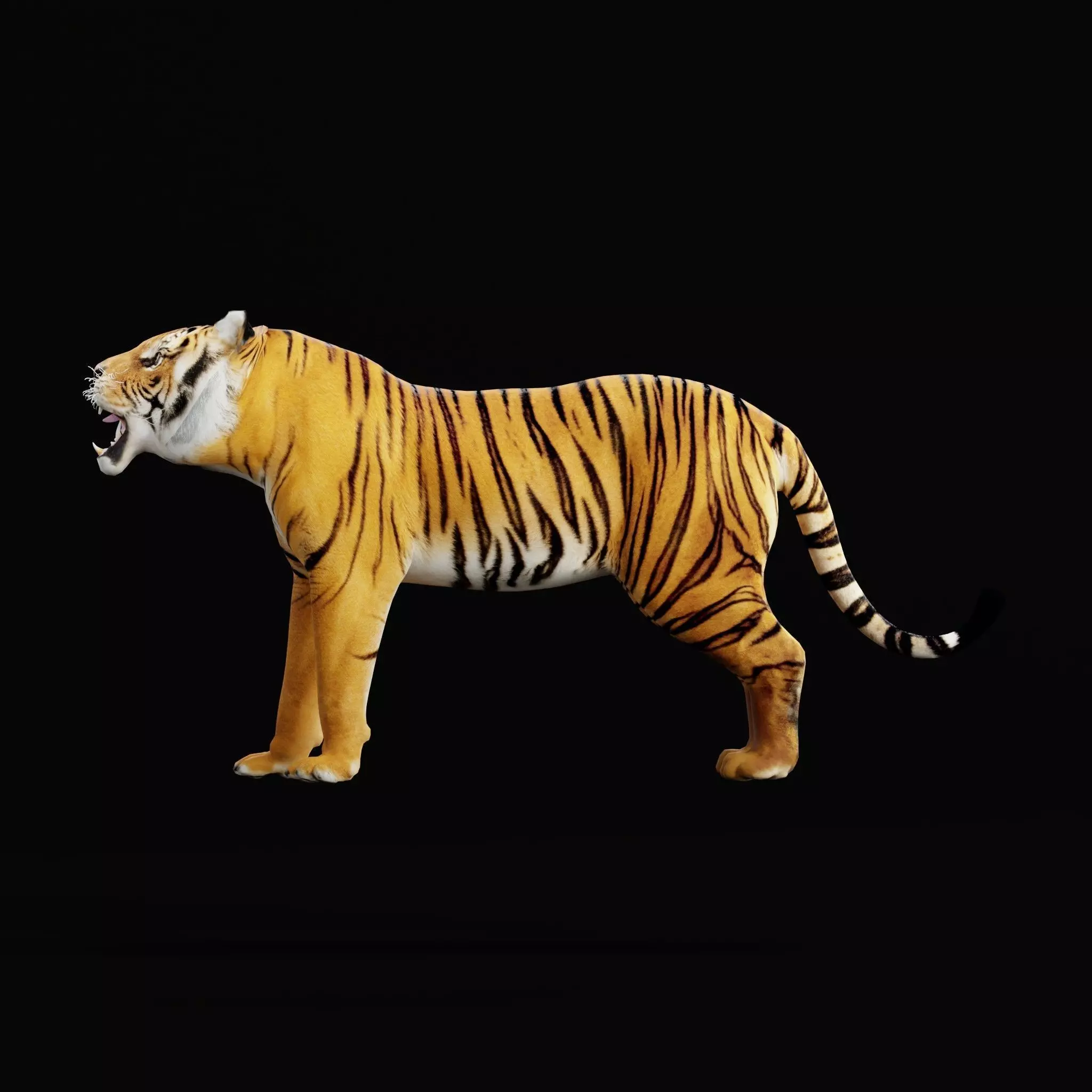 Bengal Tiger Low-poly 3D model_58