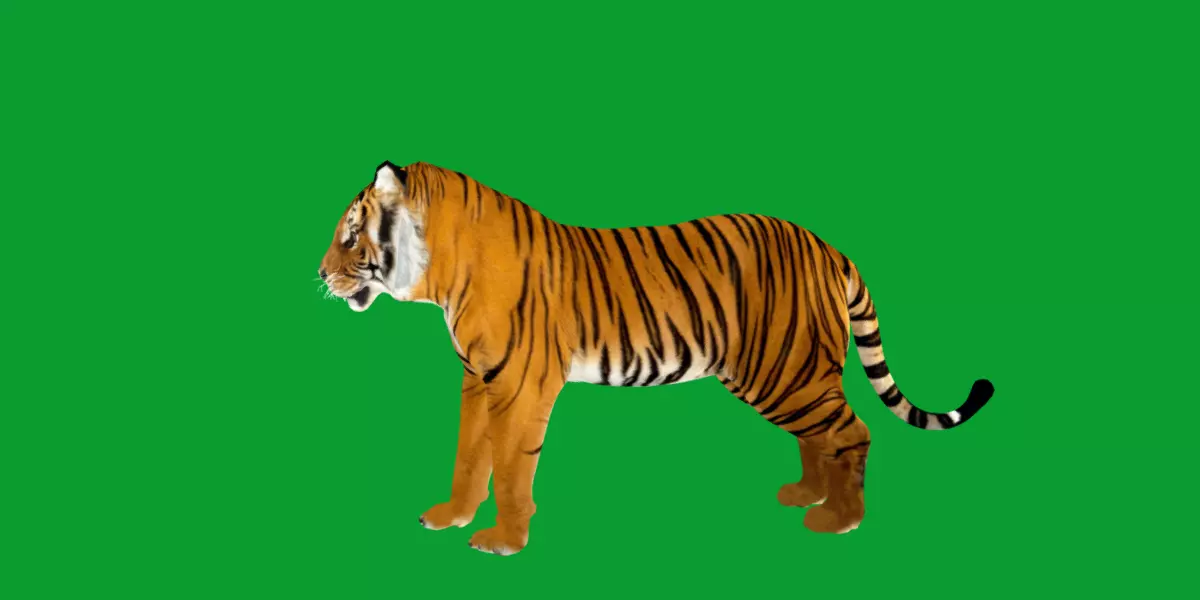 Bengal Tiger Low-poly 3D model_39